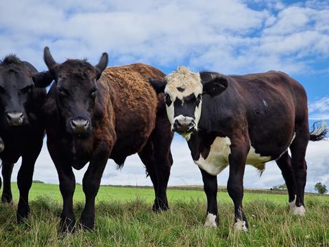 This,Picture,Of,Three,Aberdeen,Angus,Cows,Were,Seeing,A
