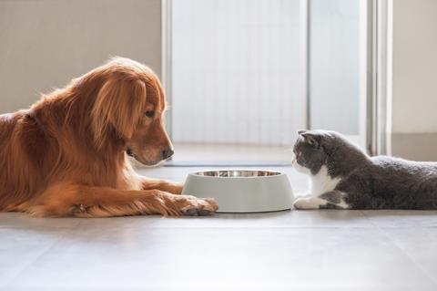 Golden,Retriever,And,British,Shorthair,Eating,Together