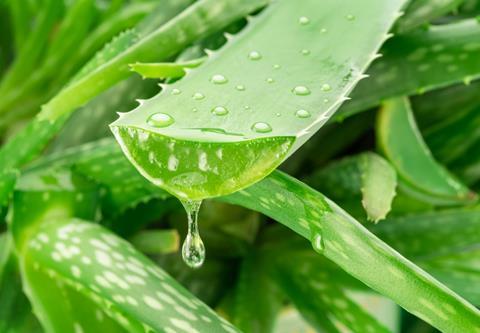 Aloe,Gel,Dropping,From,Fresh,Aloe,Vera,Leaf,Cut.,Aloe