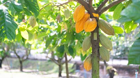 cocoa tree with yellow fruit