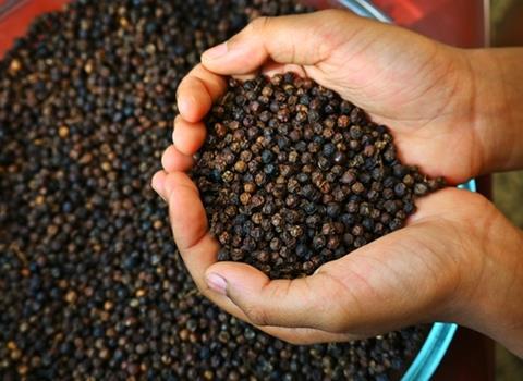 Hand,Holding,Black,Pepper,,Peppercorns,,Healthy,Spice,,Indian,Pepper