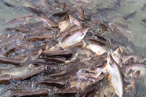 Group,Of,Fish,Swim,In,The,River,For,Food,Eating