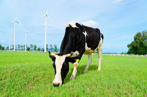Cow,Eating,Grass,In,The,Farm,With,Windmill