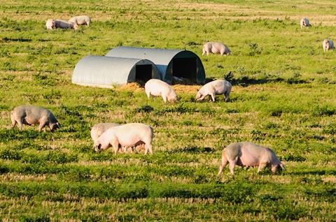 Pigs,In,A,Field,At,A,Free-range,Organic,Farm
