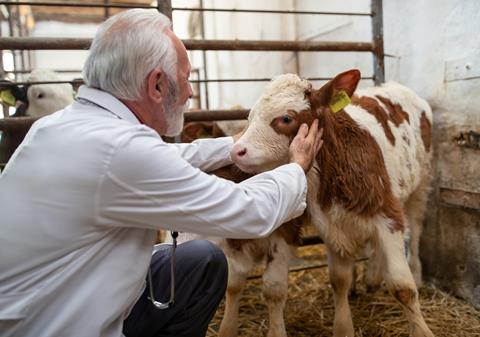 Senior,Man,Veterinarian,Examining,Baby,Animal,Simmental,Calf,In,Cowshed