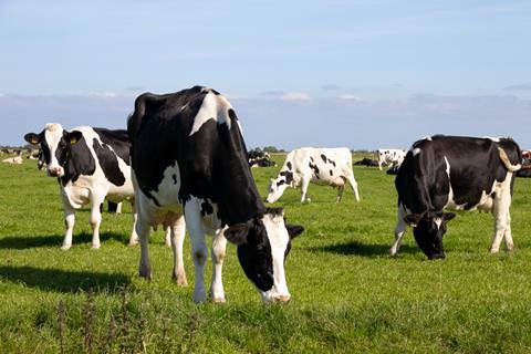 Black,And,White,Holstein,Friesian,Cattle,Cows,Grazing,On,Farmland.