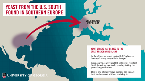 MigrationofYeast_Final-1140x641