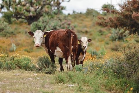 Brown,And,White,Cows,Looking,At,The,Camera,In,Green