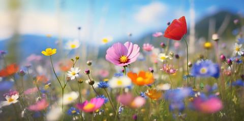 Wild,Flowers,In,A,Sunny,Spring,Day