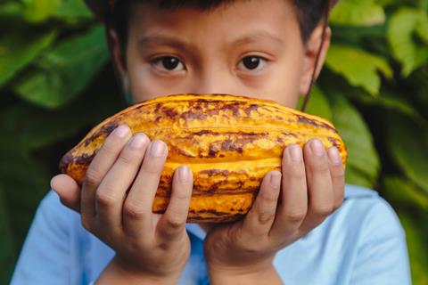 Close-up,Agriculture,Harvests,Fresh,Yellow,Cacao,Pods,In,The,Hands