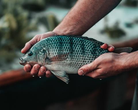 Man,Holding,A,Tilapia,Fish,(oreochromis,Niloticus)