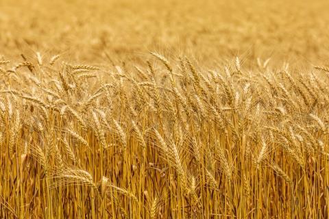Genomic AI framework breakthrough boosts wheat yield prediction accuracy by 82 percent