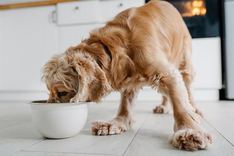 English,Cocker,Spaniel,Dog,Eating,Food,Drinking,Water,From,Bowl