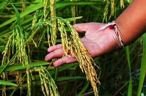 Green,And,Yellow,Rice,Grains,In,Hand