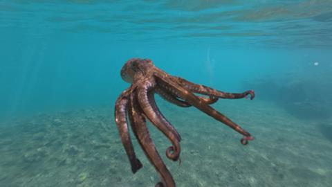 Japan’s Government urged by coalition to halt public investments in octopus farming