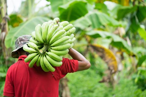 Farmer,Bearing,Green,Banana,On,Farm.labor,Holding,Green,Banana,For