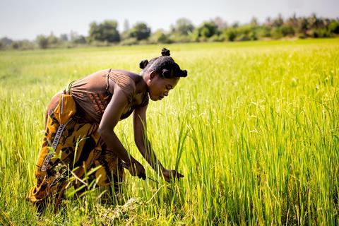Morondava-madagascar-october-7-2017:madagascar,,Africa,woman,Worker,Harvesting,Rice,Field,In,The,Morning,Scene