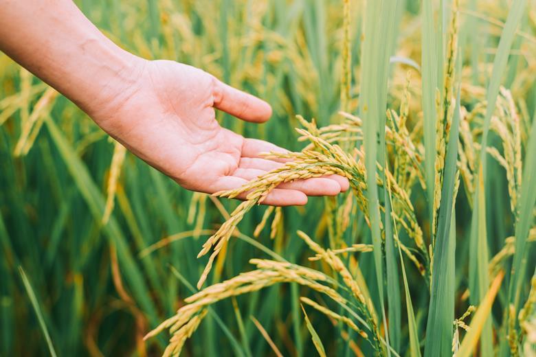 Savior Rice Researchers discover “saviour” for threatened rice crops | News | New Food